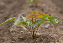 壱木呂の会さんの国産漆出版プロジェクトが支援者募集スタート!