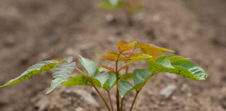 壱木呂の会さんの国産漆出版プロジェクトが支援者募集スタート!