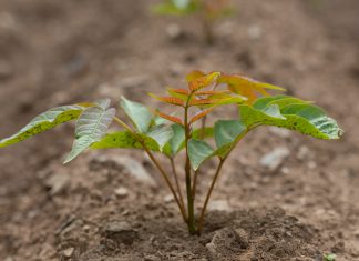 壱木呂の会さんの国産漆出版プロジェクトが支援者募集スタート!